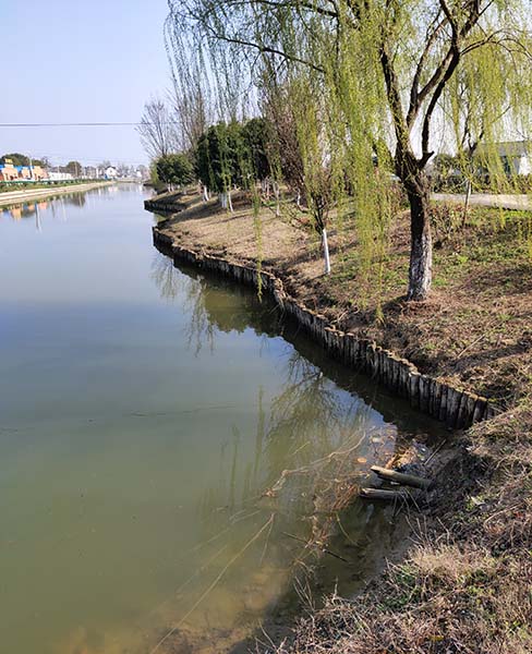 山东河道木桩