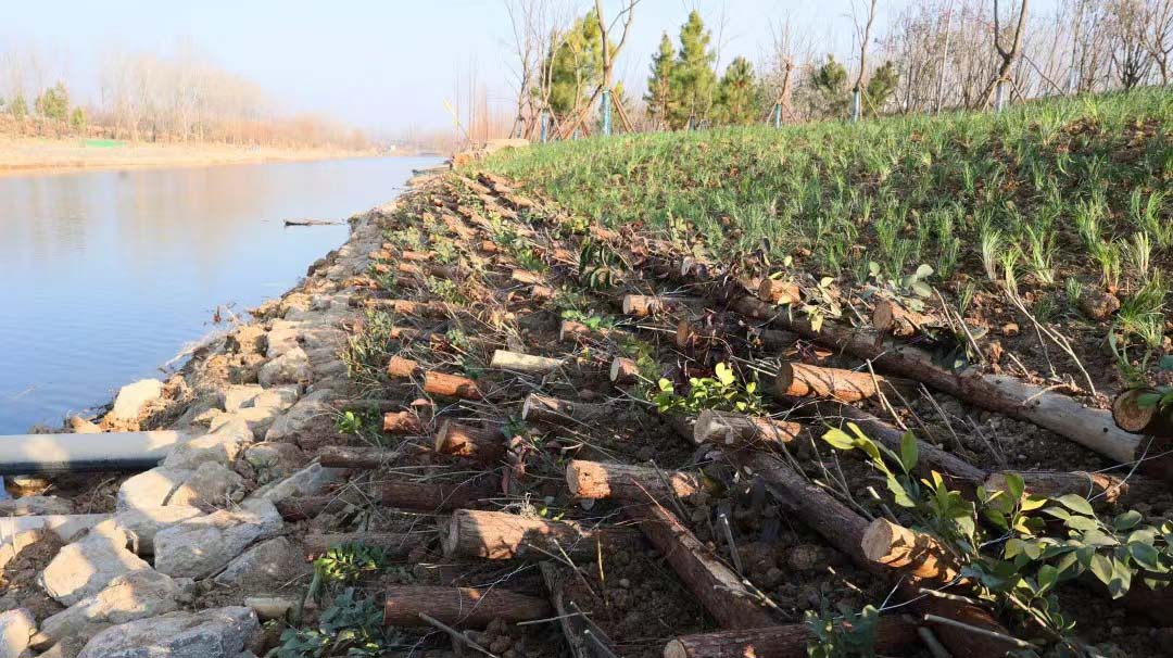 山东南四湖流域丰沛运河生态修复提升项目