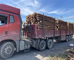 山东杉木桩装车...