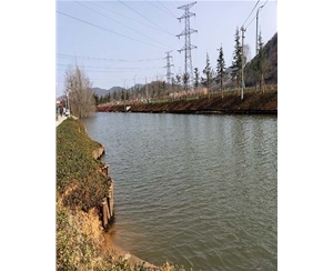 山东山东河道木桩