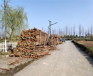 山东杉木桩