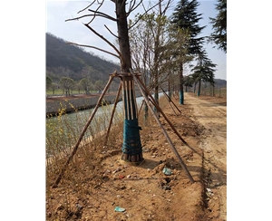 山东山东绿化支撑杆